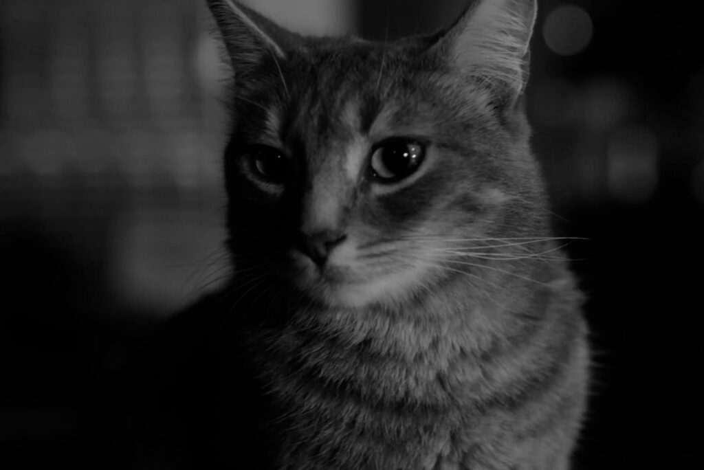 A Street Cat Named Desire