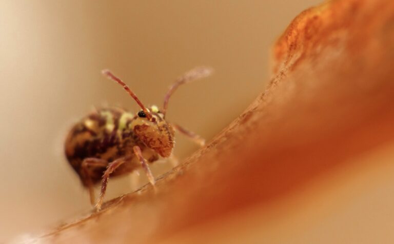 Still from The Leap Beneath